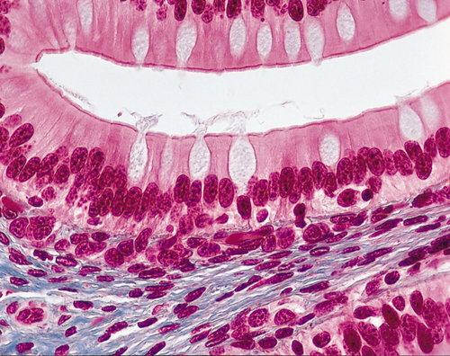 Amphibian Simple Columnar Epithelium